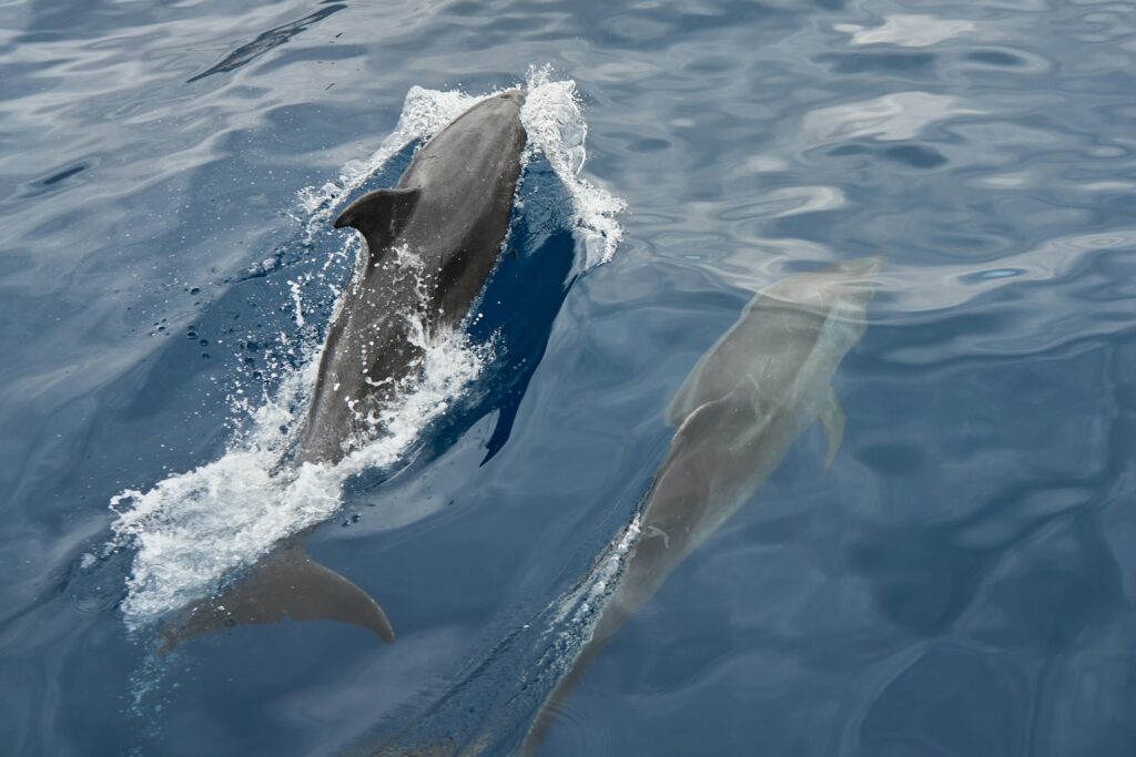 pexels-photo-12311969-12311969 Pair of dolphins gracefully swimming in the calm sea, creating a serene and natural scene.