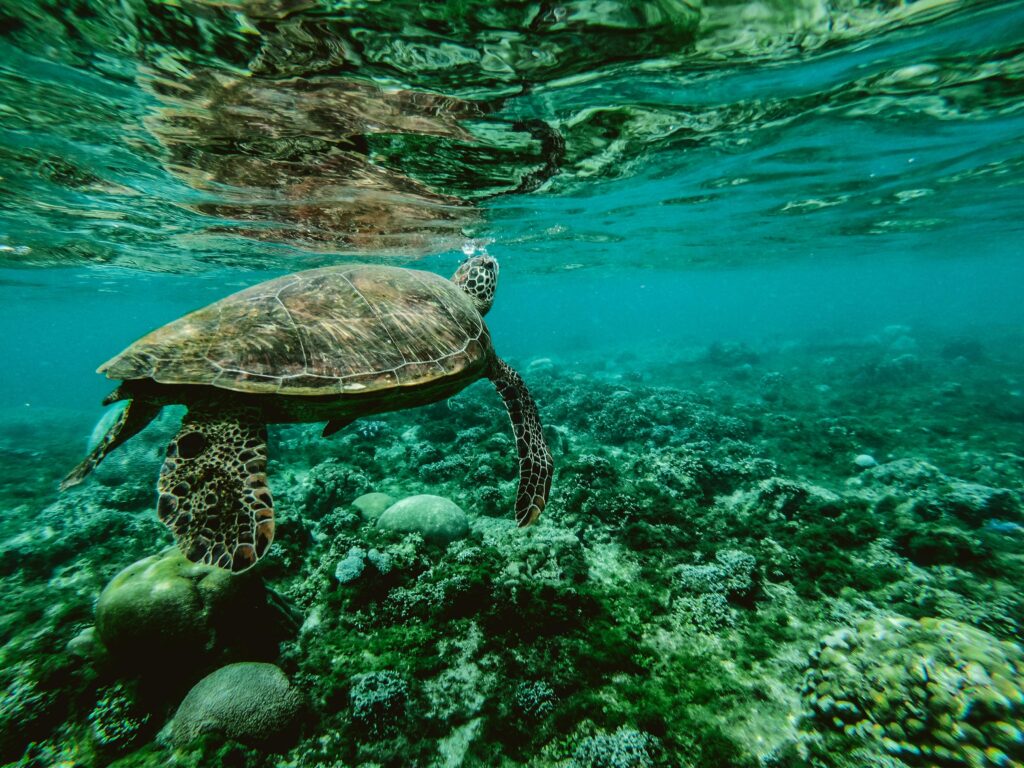 pexels-photo-847393-847393 Explore the beauty of a sea turtle gliding through a colorful underwater coral reef.